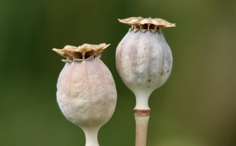 Futuristic Pods